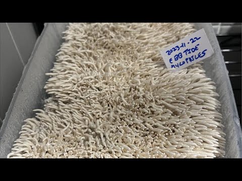 Mycolympics are BACK! Glory, Mycelium, and Prizes Galore!