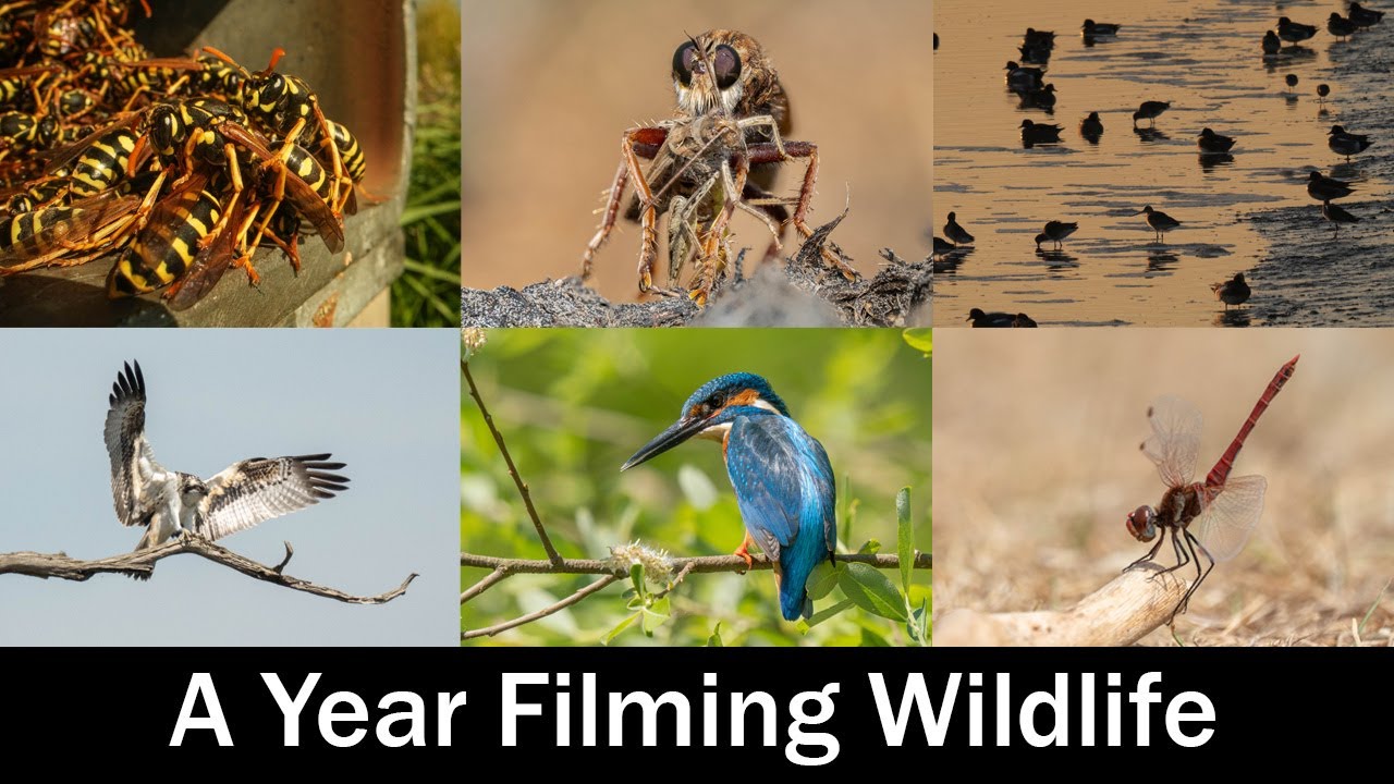 Год съемок британской дикой природы