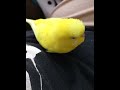 トリがあまりにも匂うのでテロップ入れる気にもならない主