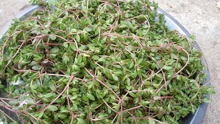 Chiglchi Bhaji Reciperanbhaji Recipechiglchi Recipeचगळच भज रसपरनभज चगळच भज रसप