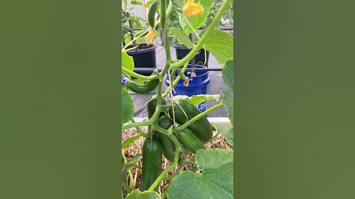 This Cucumber Variety Is INCREDIBLE!