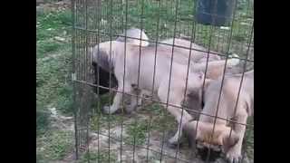 English mastiff puppies for sale English mastiff puppies for sale