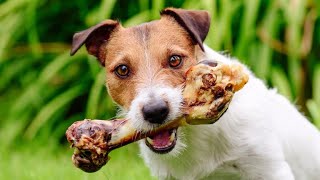 FDA: Bone treats causing dog deaths, illnesses
