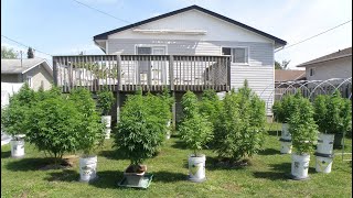 My Backyard Cannabis Garden 2023