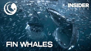 Fin Whale Encounter in Norway - First Time Ever Filmed Underwater