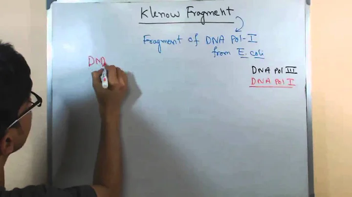 Klenow Fragment