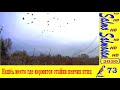 Ловля певчих птиц - Нашёл место где кормятся стайки певчих птиц.