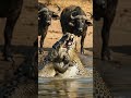 Crocodile Bites Leopard In Water #usa #shorts #shortvideo #shortsfeed #animals #wildlife #nature