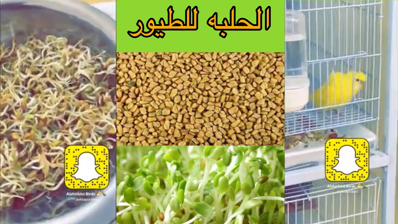 فوائد الحلبه المستنبتة للطيور