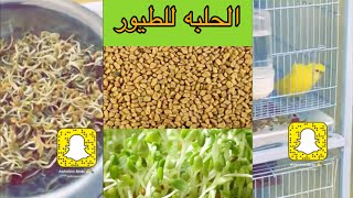 فوائد الحلبه المستنبتة للطيور