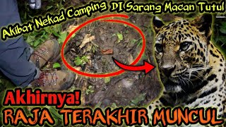 AKHIRNYA!! RAJA TERAKHIR TELAH MUNCUL! INI AKIBAT NEKAD CAMPING DI JALUR PERLINTASAN MACAN KUMBANG