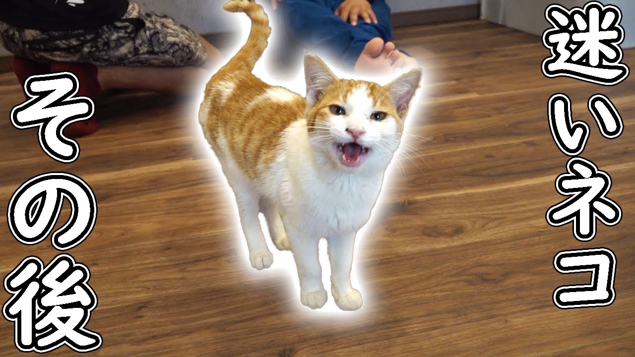 まあたねこを maxresdefault.jpg