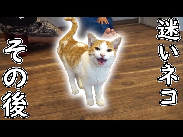 We have decided what to do with the stray cat we rescued. - YouTube