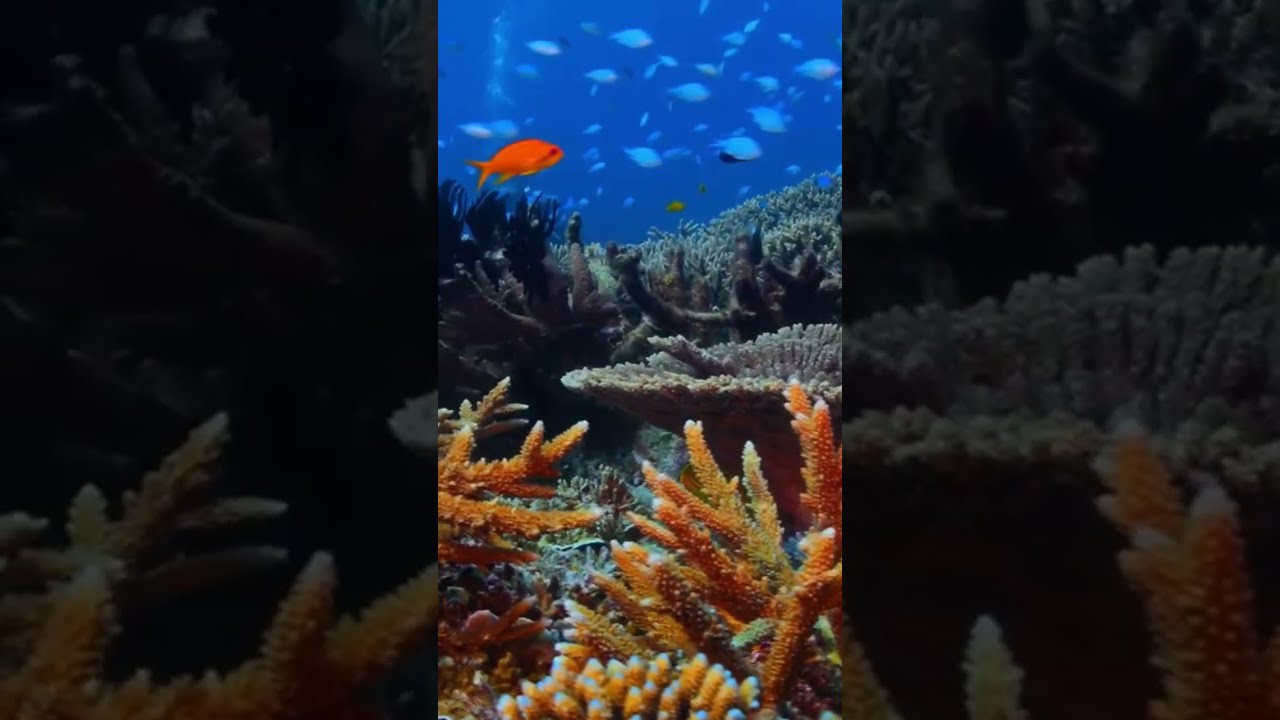 Fish and coral on the Great Barrier Reef Australia