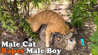 Gay Cat Rapes Male Cat 🙀 by Cats Land 1,819 views 8 days ago 8 minutes, 37 seconds