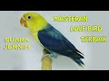 Terbaik Masteran Burung Lovebird Suara Jernih Jawara Kicau Omkicau(.mp3 .mp4) Mp3 - Mp4 Download