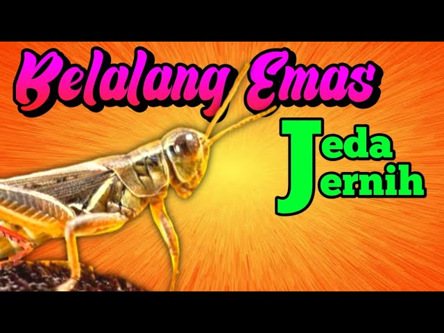 MASTERAN BELALANG EMAS || JERNIH SUARA JEDA class=