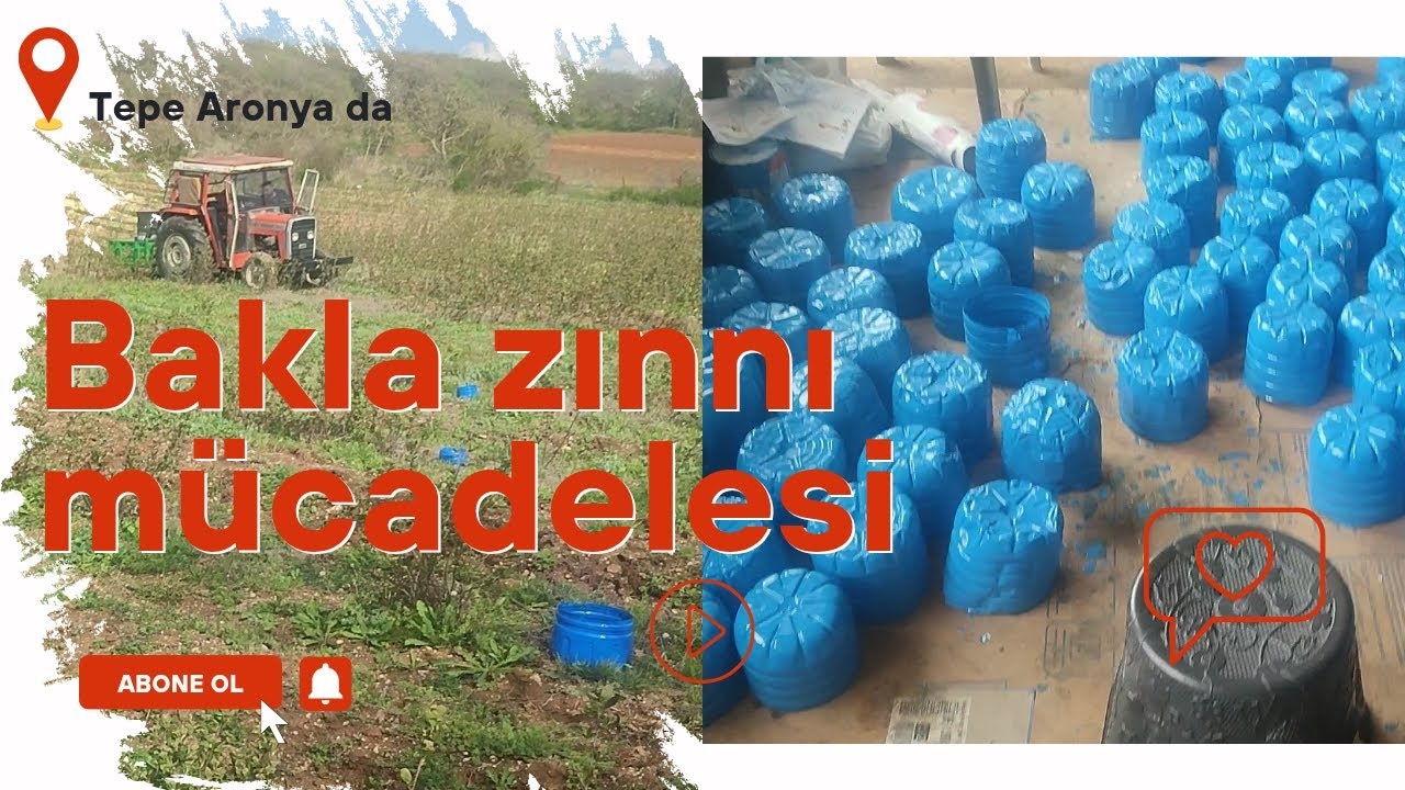 Bakla zınnı böceğiyle doğal yolla mücadele. Aronyalar uyandı Tomurcuklarımızı koruma yöntemi.