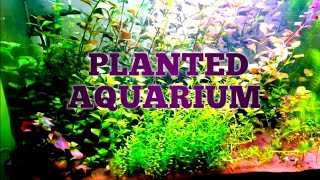 aquascape aquarium / planted aquarium |AQVATIC PLANT /  aquarium plants