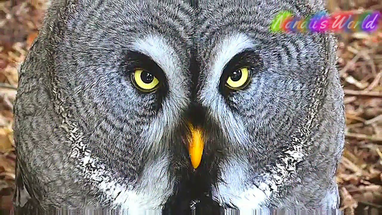 Some beautiful owls in the world 🦉 Perhaps, have you seen it before