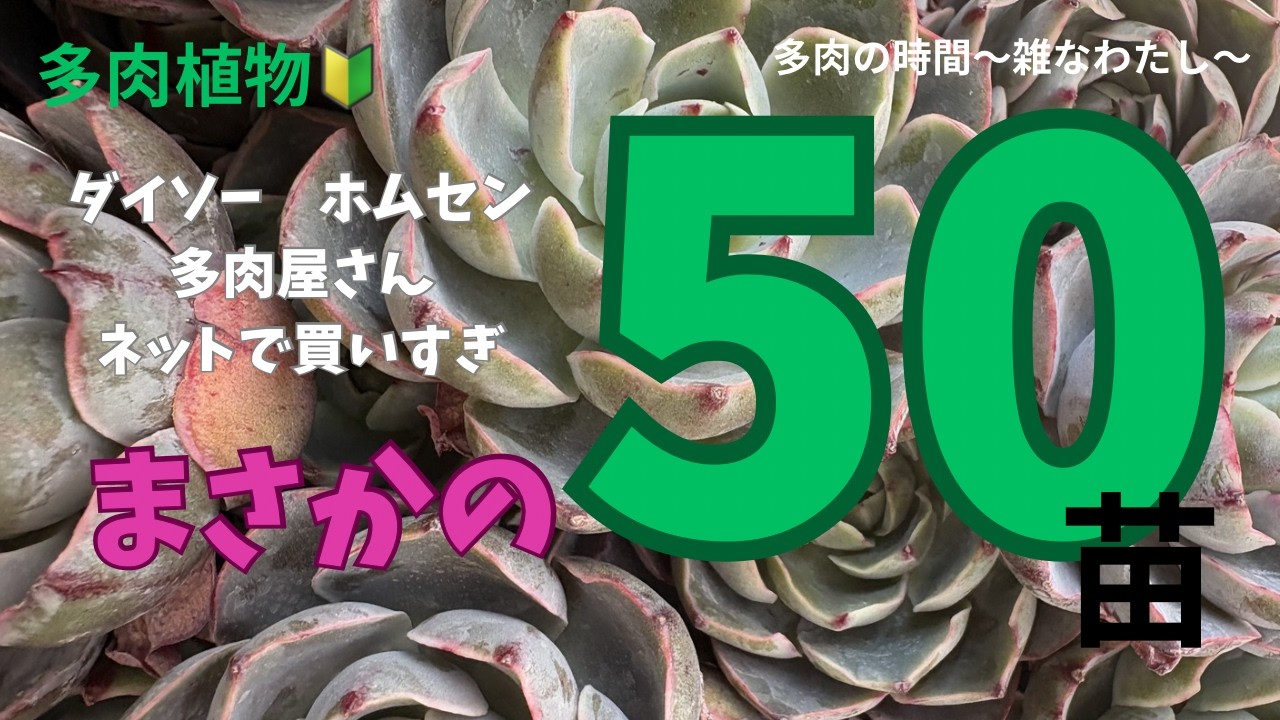 No.12  【多肉植物】　狩っ多肉　紹介します　やってしもた　どーするの