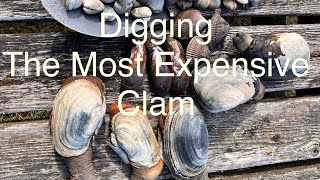 Hunting for monster clams in WA state May 2022. Geoduck, Horse Clams, cockles and manila clams.