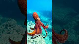 #amazing #relaxing #ocean #sea #animals #underwater #travel #nature #oceanlife #wildlife #fish