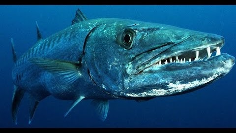 Facts: The Great Barracuda