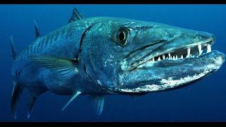 Facts: The Great Barracuda