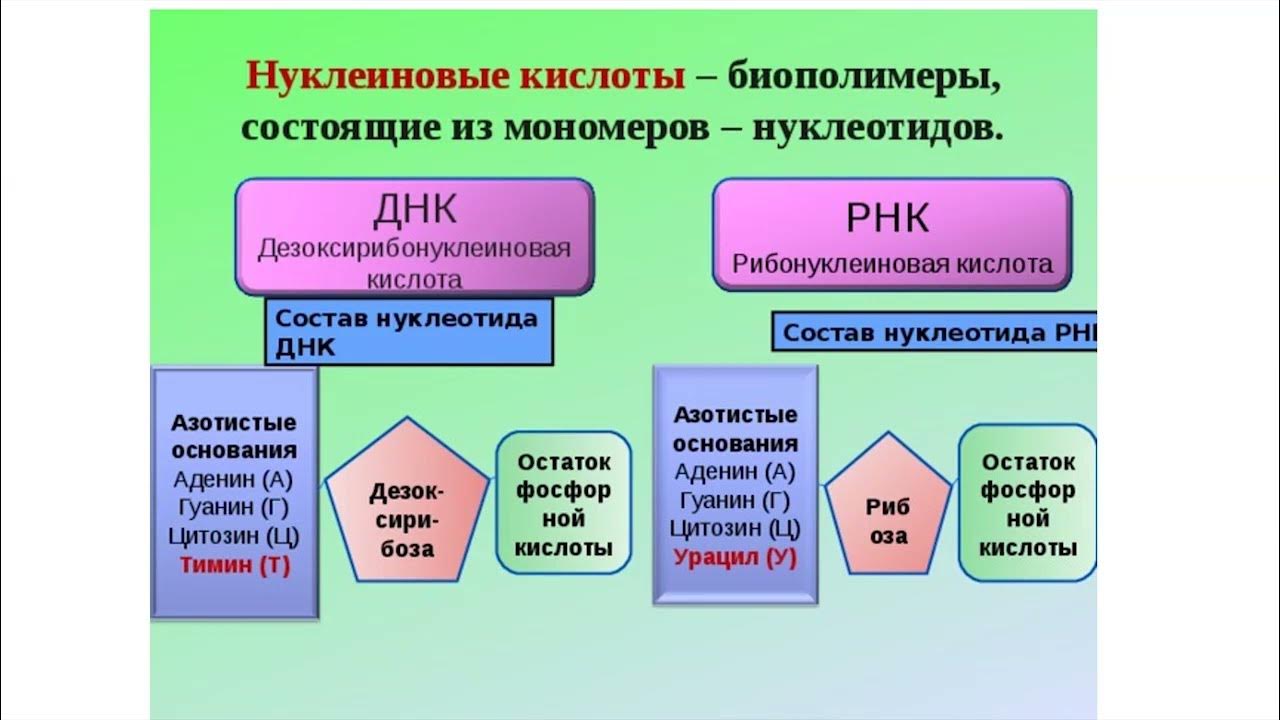 Строение и функции нуклеиновых кислот таблица 10 класс биология. Схема строения нуклеиновых кислот. Нуклеиновые кислоты днк и рнк 10 класс. Схема строения нуклеиновых кислот. Нуклеиновые кислоты днк и рнк.