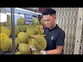 Trực Tiếp Live Show đên Sầu Riêng Trực Tiếp Live Show đên Sầu Riêng