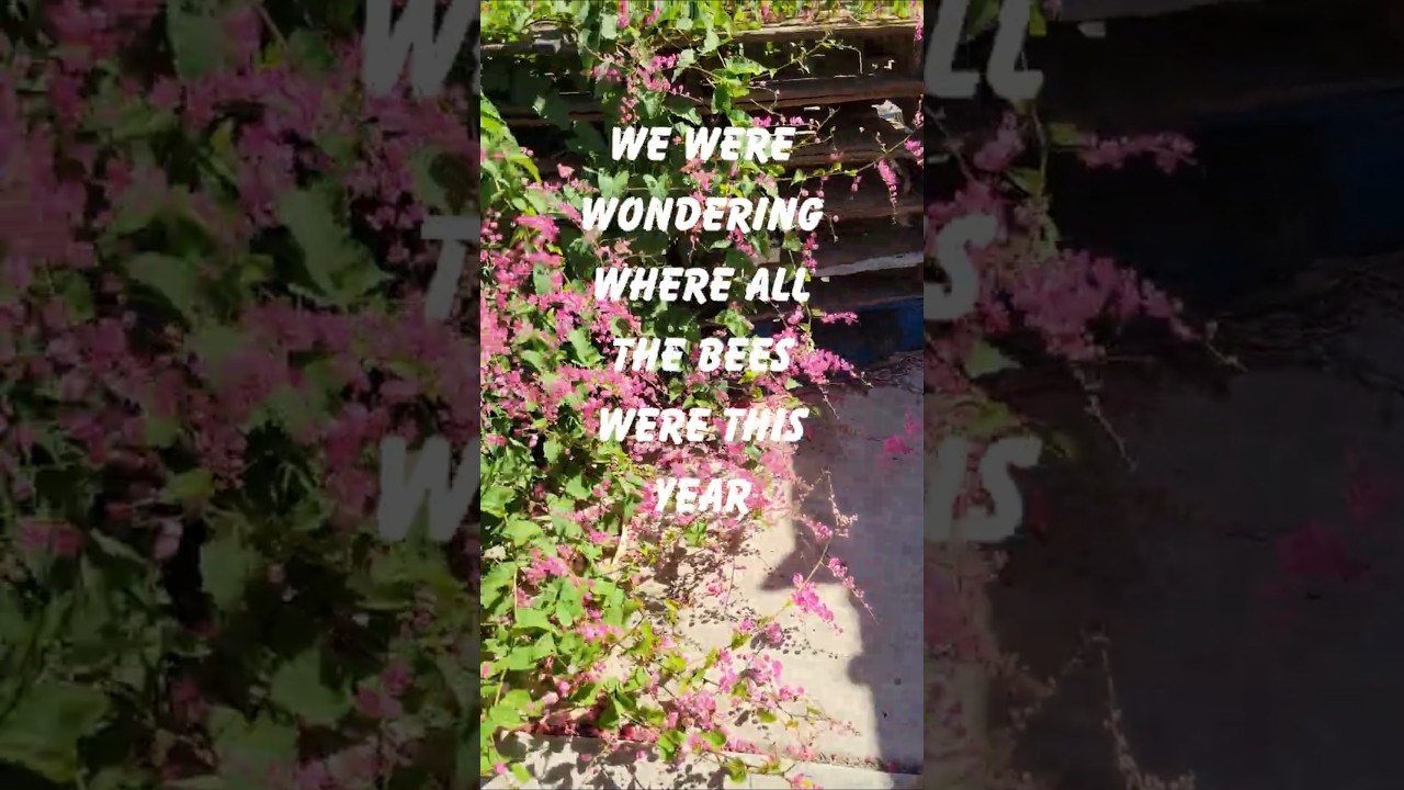 Pollinator Party! Surprise Corner Pollinator Garden Full of Flowers