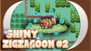 [WSHC + BQ] LIVE! Shiny Zigzagoon after 902 REs!!!