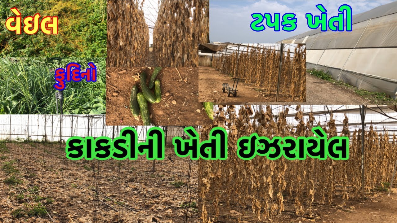 Cucumber Farming in Israel Advanced Technology #israelagriculture #irrigationmethod #greenhouse