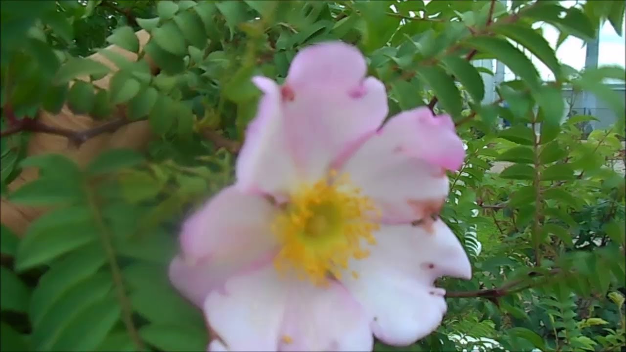 新着サン ショウ バラ 最高の花の画像 新着サン ショウ バラ 最高の花の画像