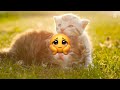 12 MIN CUTEST CATS 😻Compilation 😻  Funny  Adorable Kittens Playing Indoors