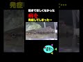 渓流水槽に恐れていた事が起きてしまった…水槽崩壊か？ #魚 #捕食シーン #爬虫類