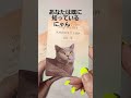 今日の私への一言にゃん‼️🐱