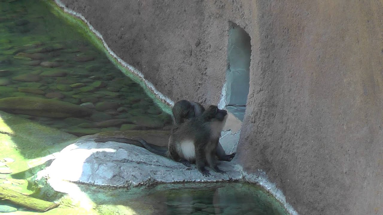 some kind of monkeys