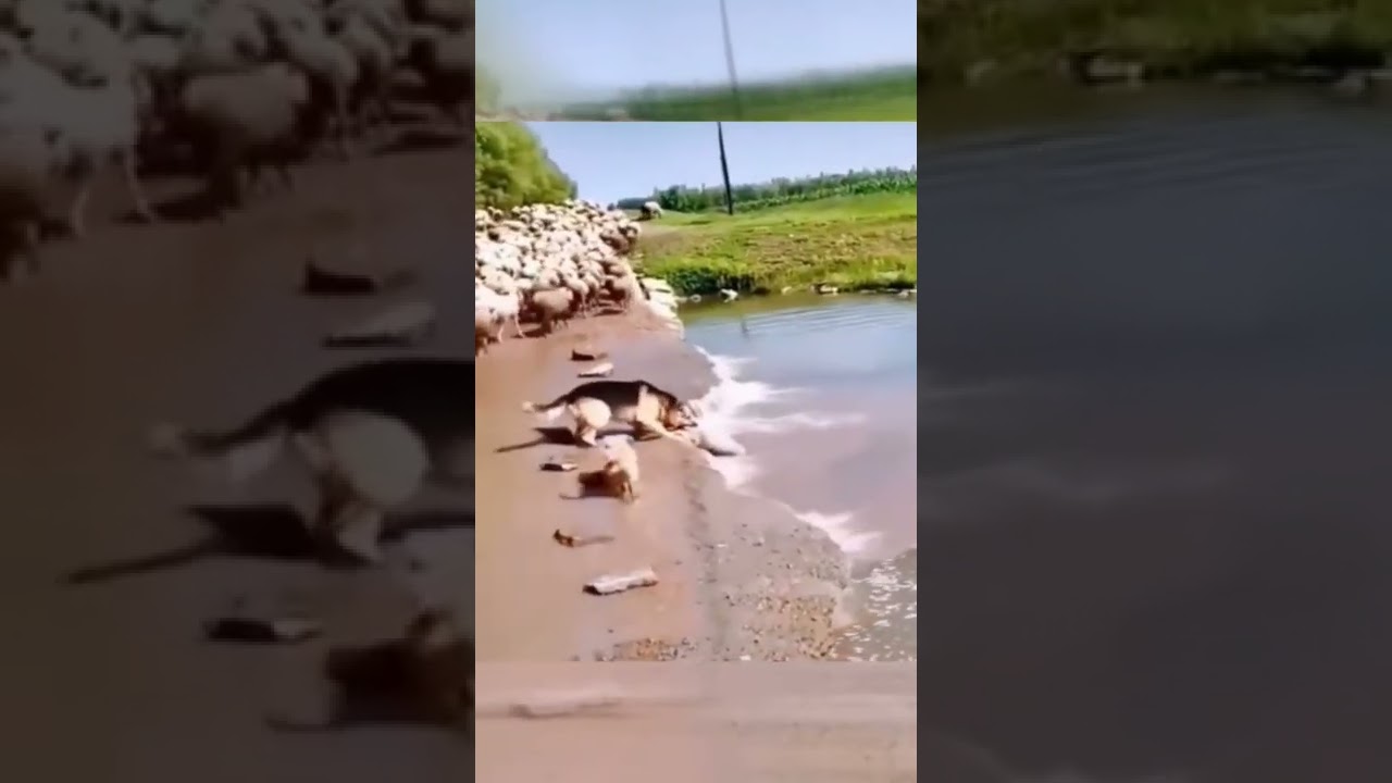 Dog Saves Lamb From Water 