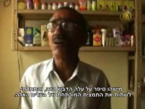 סטיביה  צמח הפלא לטיפול בסוכרת