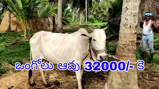 Ongole cow for sale 8977009903