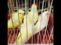 سلاو هاورێیان ئەم ئازرمۆ یانە بۆڤرۆشتنە فول ئینتاج هەر بەرێزێک دەیەوێ پەیوەندی بەم ژمارەیەوە بکا ۰۷ 