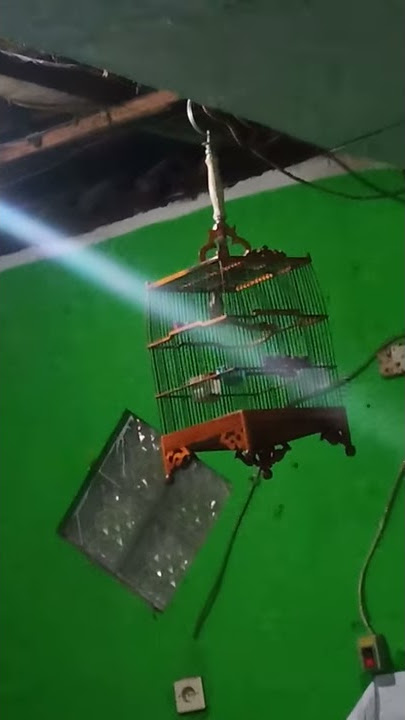 Kerakbasi alis hitam belajar bunyi