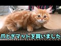 爪とぎソファをプレゼントした子猫の反応がこちらです【マンチカンの子猫】/Here is the reaction of the kitten who presented the claw sofa