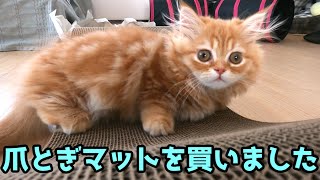 爪とぎソファをプレゼントした子猫の反応がこちらです【マンチカンの子猫】/Here is the reaction of the kitten who presented the claw sofa