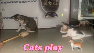 Kittens play funny and one watching #kitten #lovely #cat #animals #funny #baby