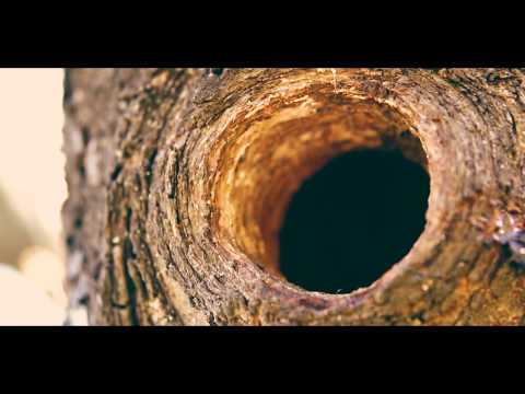 Hollow