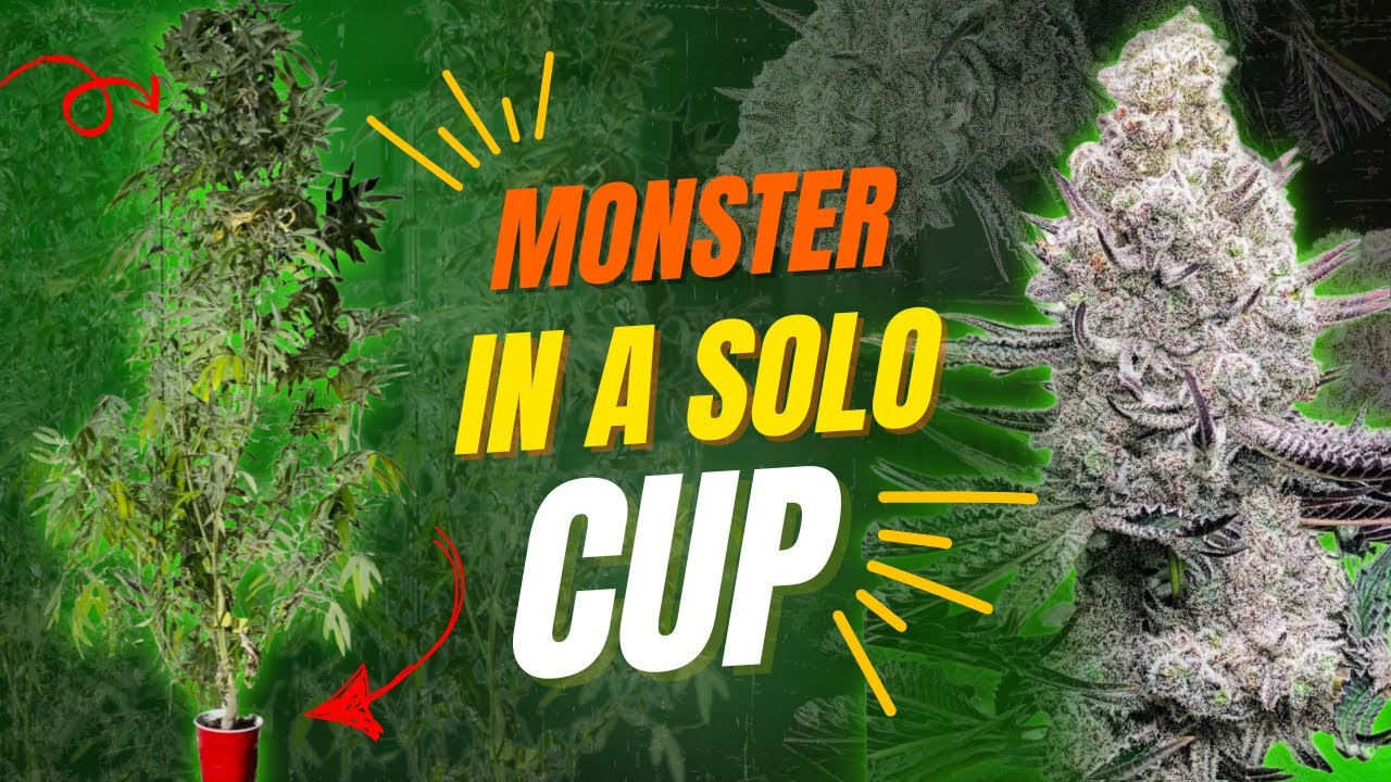 Monster plant in a solo cup: How I Grew Insane Frosty Buds Indoors!