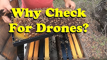 Why is it important to check for Drones in a bee hive?